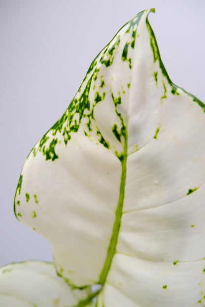 Aglaonema White Joy