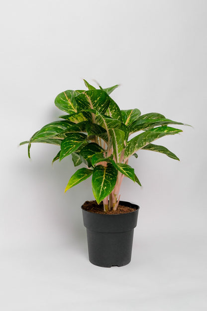 Aglaonema Coco Green - 4