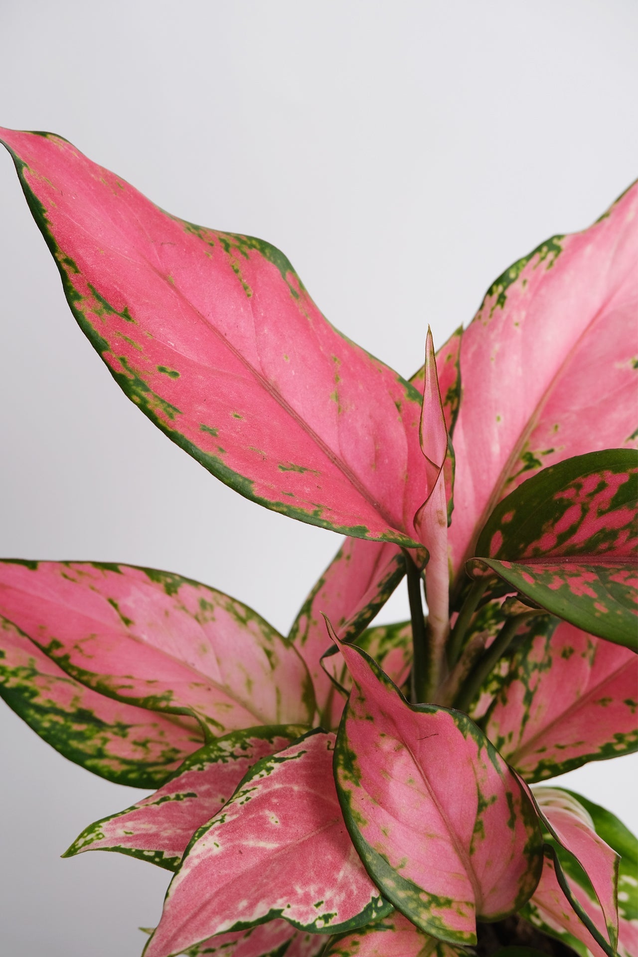 Aglaonema Pink - 03_Aglaonema Pink.jpg