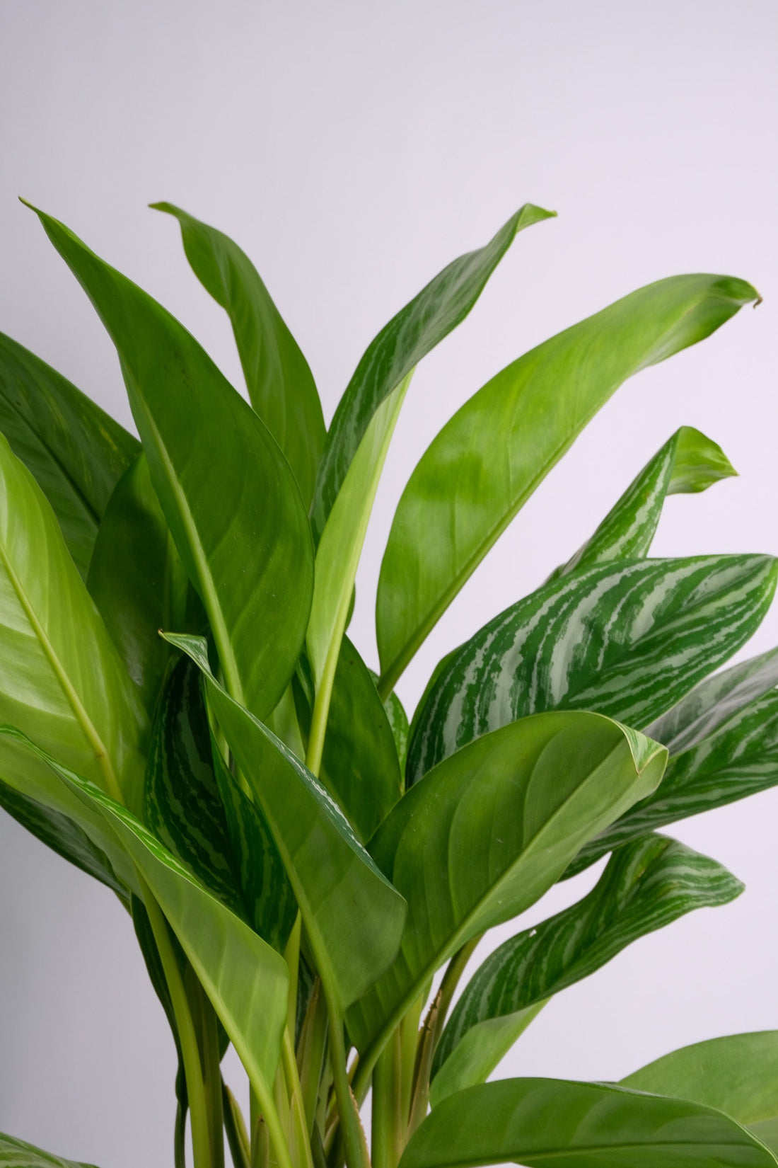 Aglaonema Stripes - 4