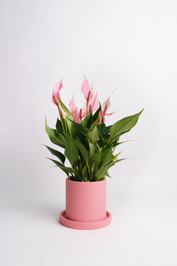 Anthurium Lilli