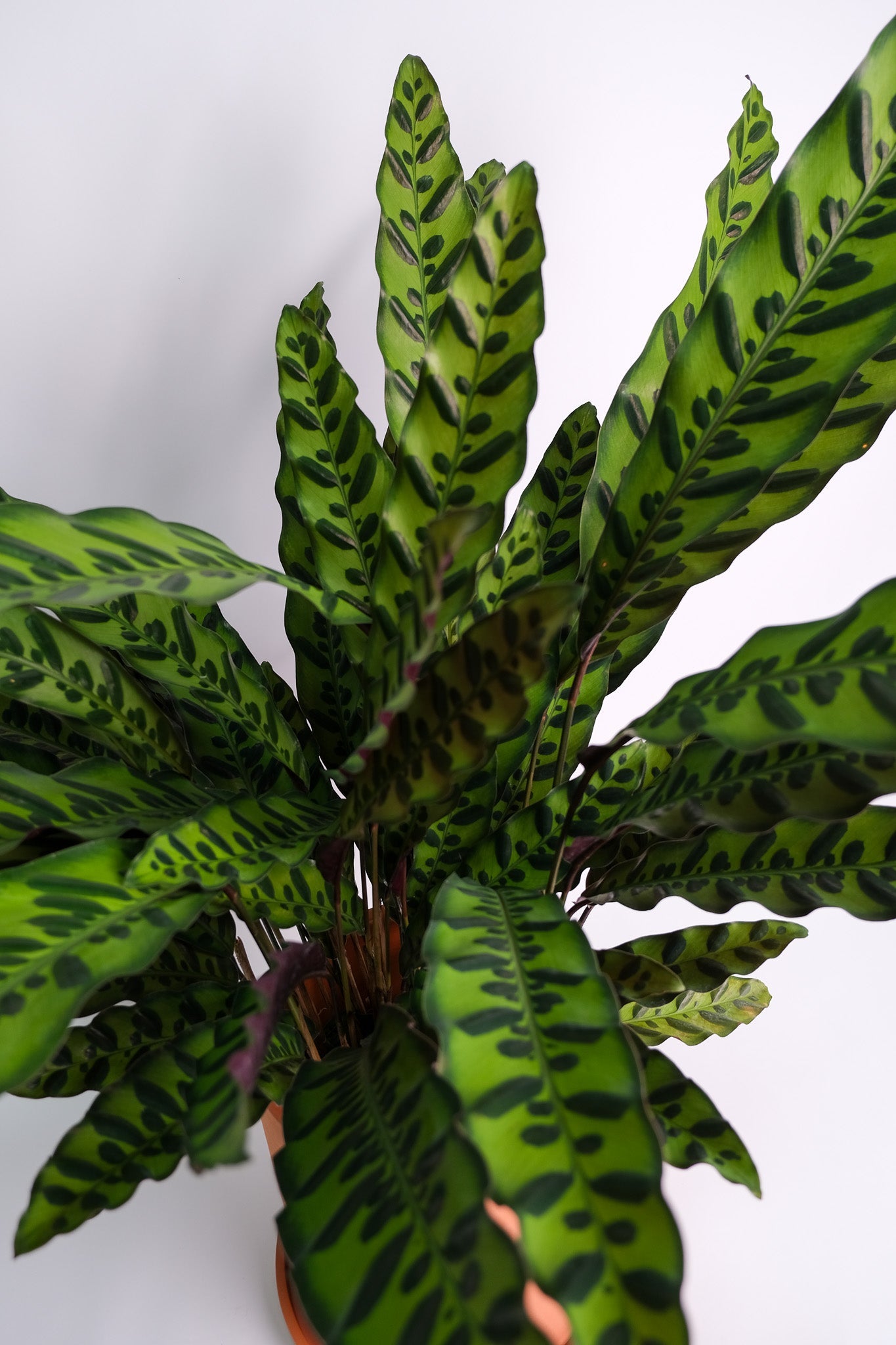 Calathea Insigne - Image 4