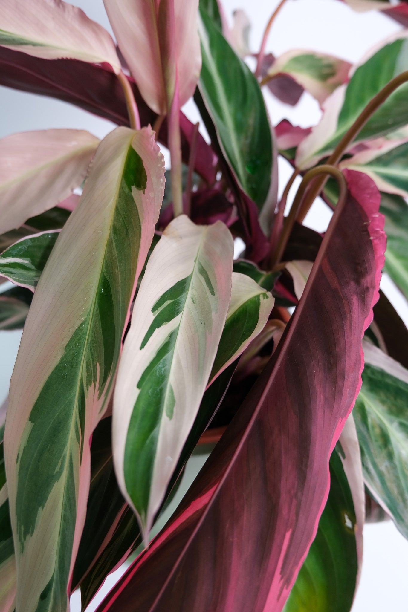 Calathea Triostar - Image 4