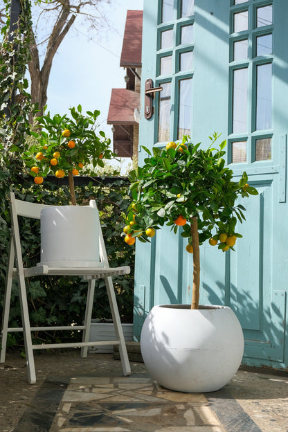 Citrus Calamondin on Stem - Image 4