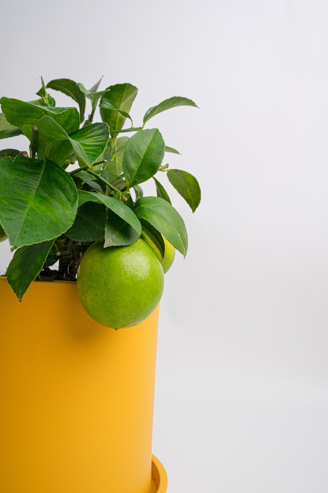 Citrus Lemon bush - Image 4