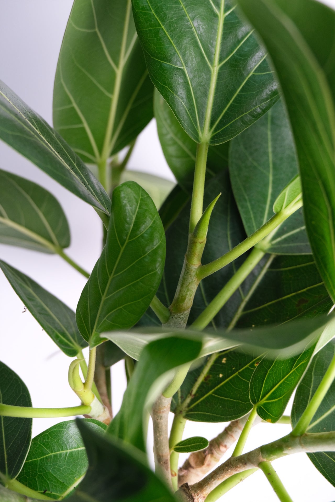 Ficus Audrey Twisted - Image 4