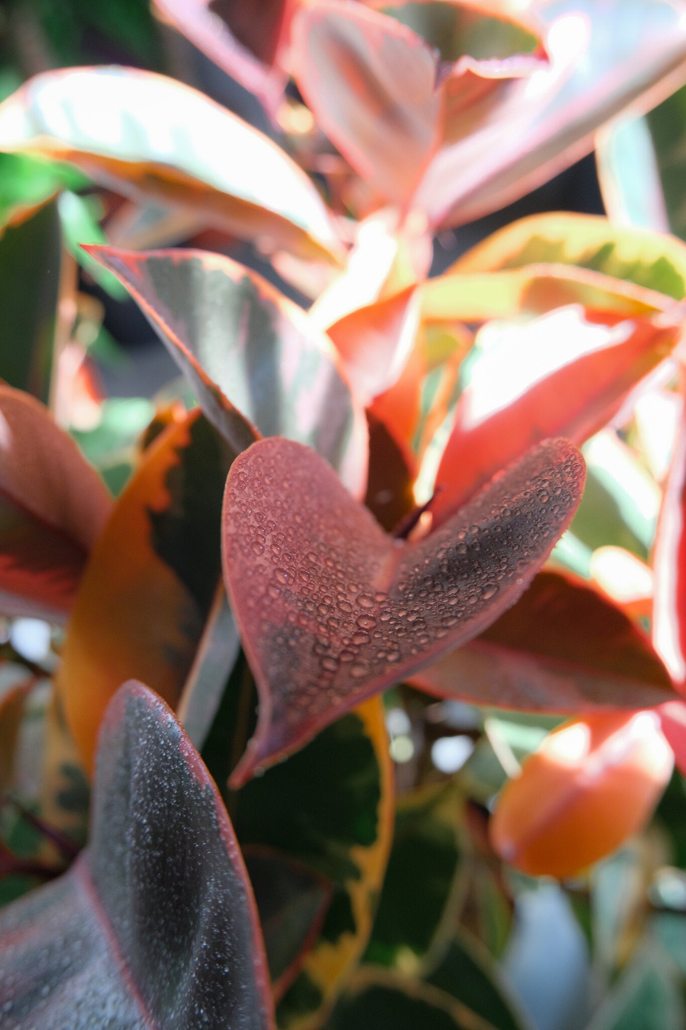 Ficus Belize on Stem - Image 4