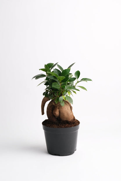 Ficus Ginseng - Image 4