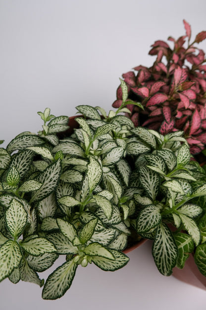Fittonia mix - Image 4