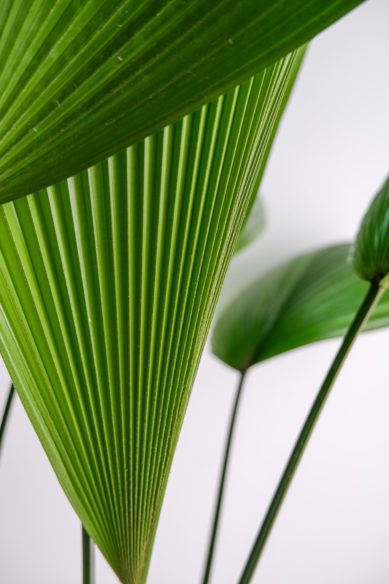 Licuala Grandis - Image 4