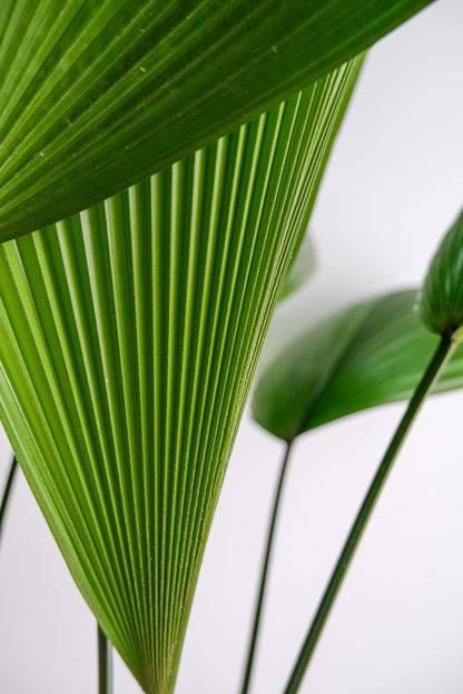 Licuala Grandis - Image 4