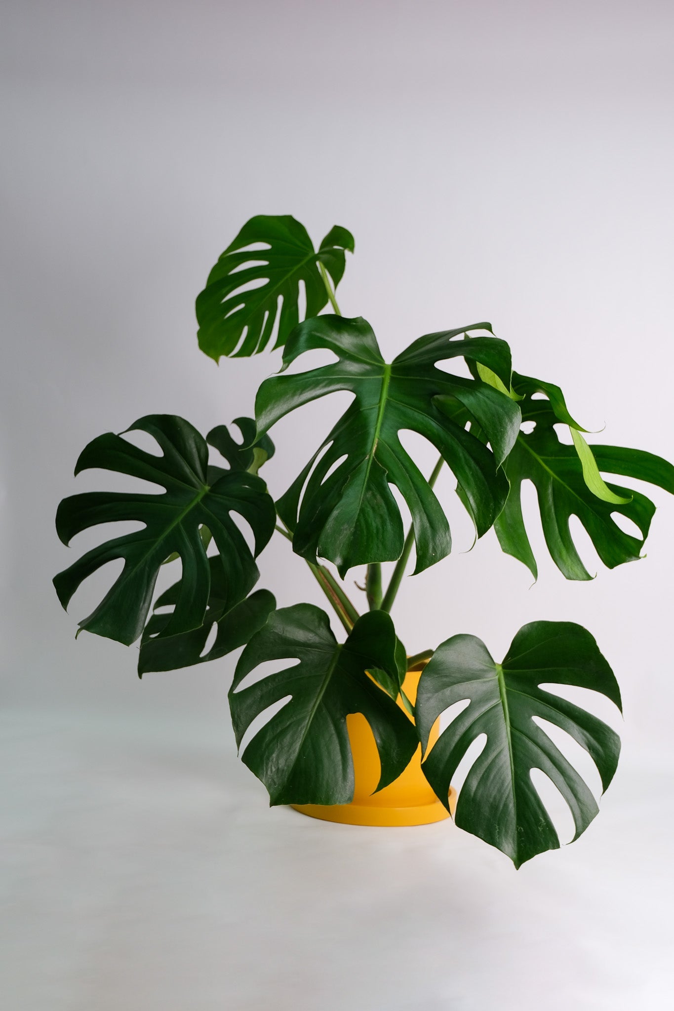 Monstera Deliciosa - Image 4