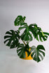 Monstera Deliciosa - Image 4