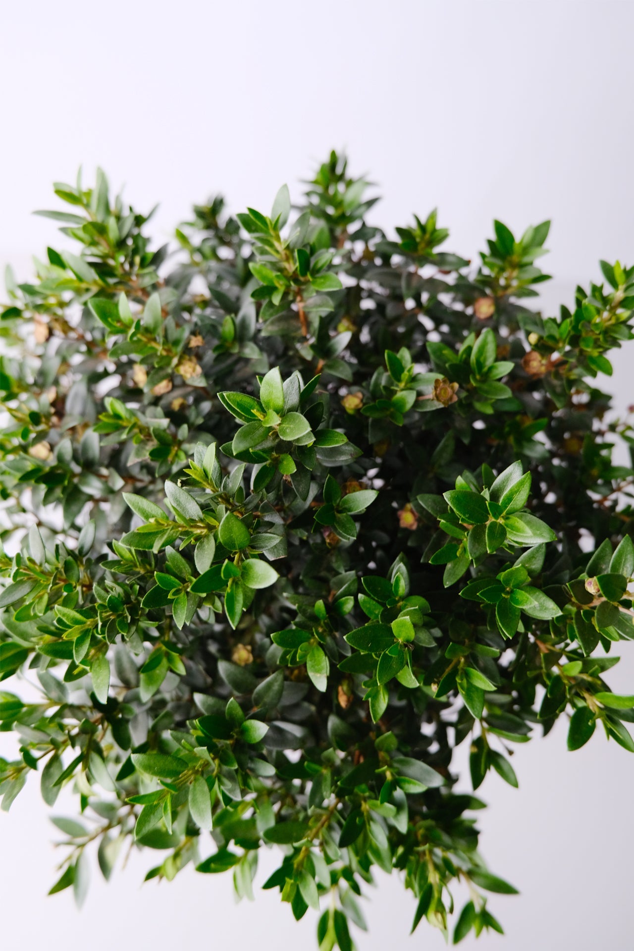 Myrtus On Stem