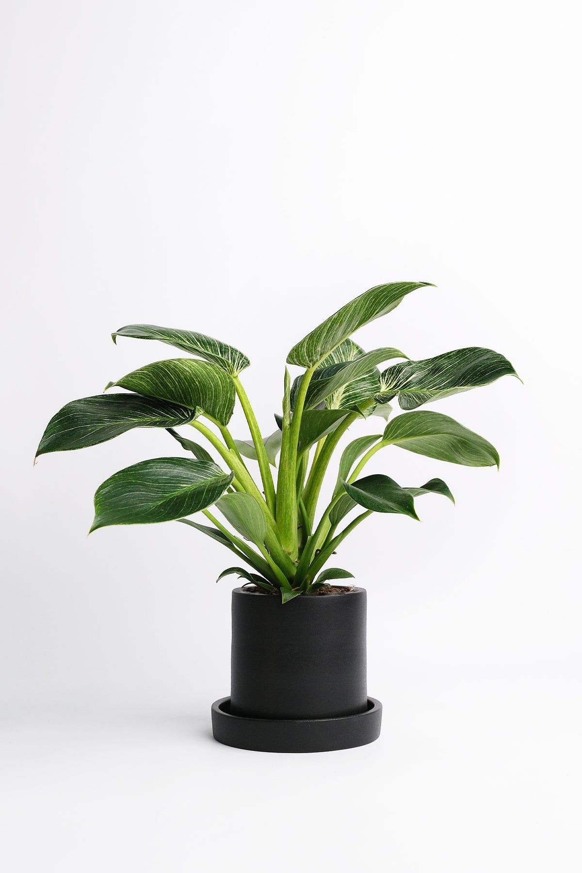 Philodendron Birkin