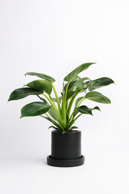 Philodendron Birkin