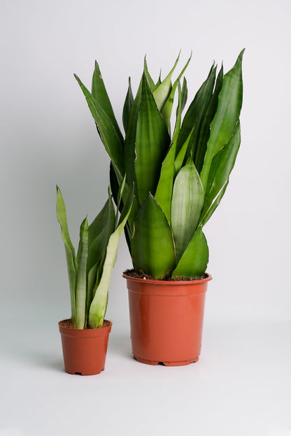 Sansevieria Moonshine - Image 4