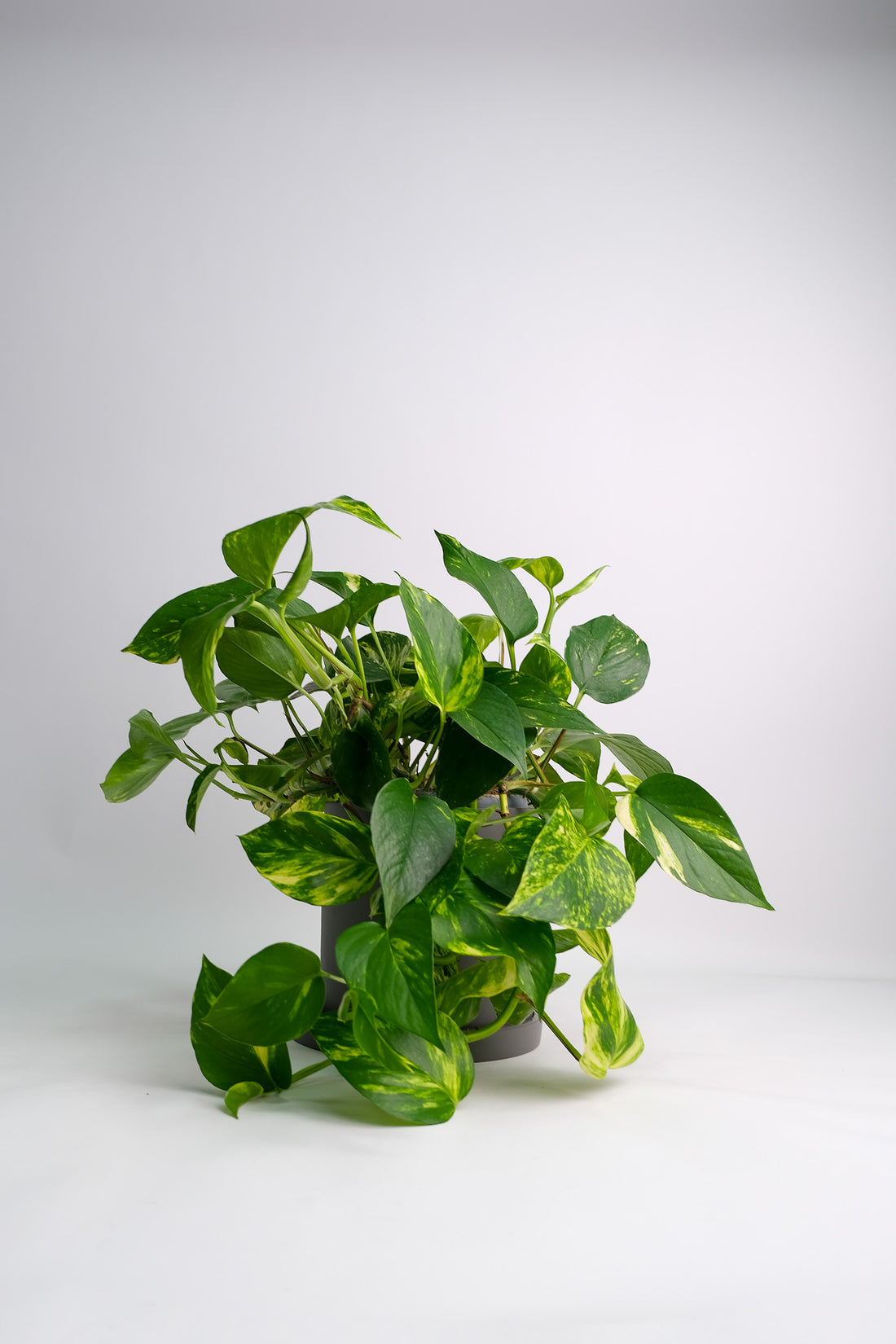 Scindapsus Aureum