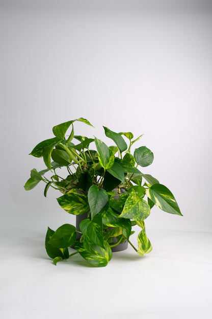 Scindapsus Aureum