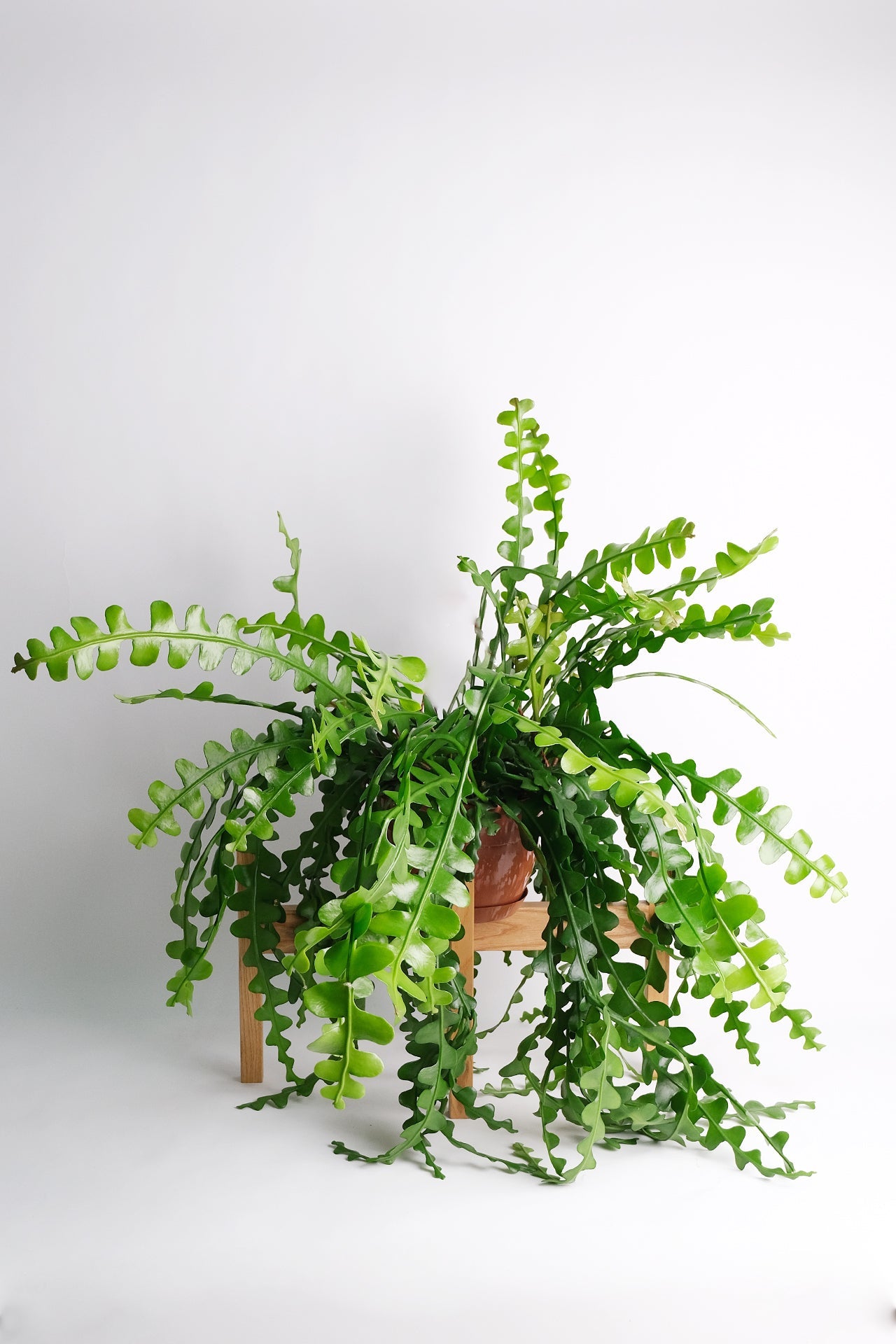 Selenicereus anthonyanus - Image 3