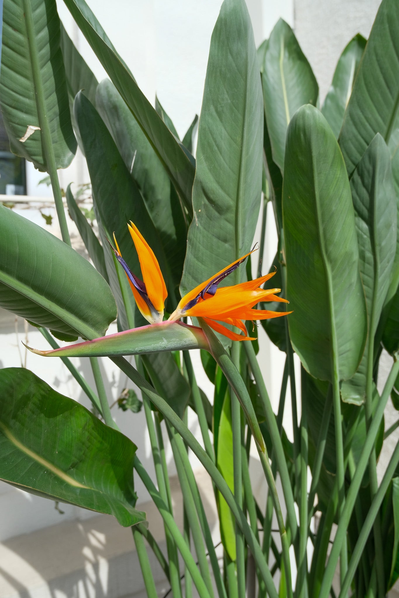 Strelitzia Reginae - Image 19