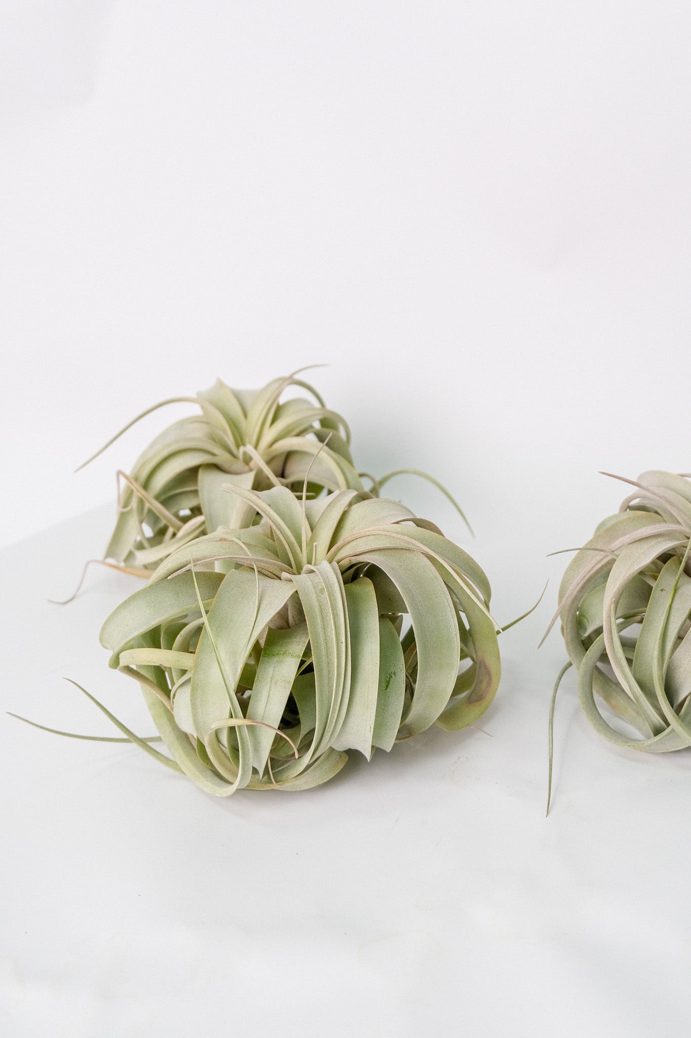 Tillandsia Xerographica
