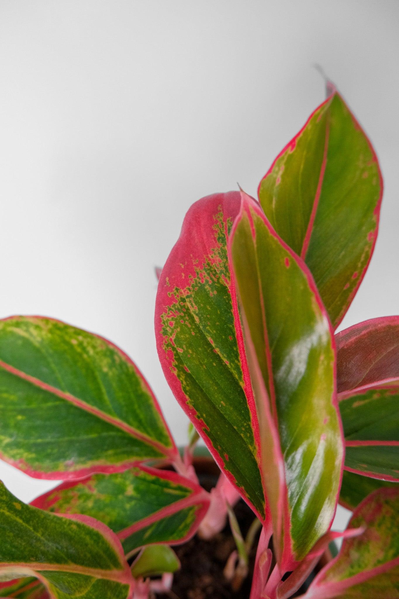 Aglaonema Crete - 4