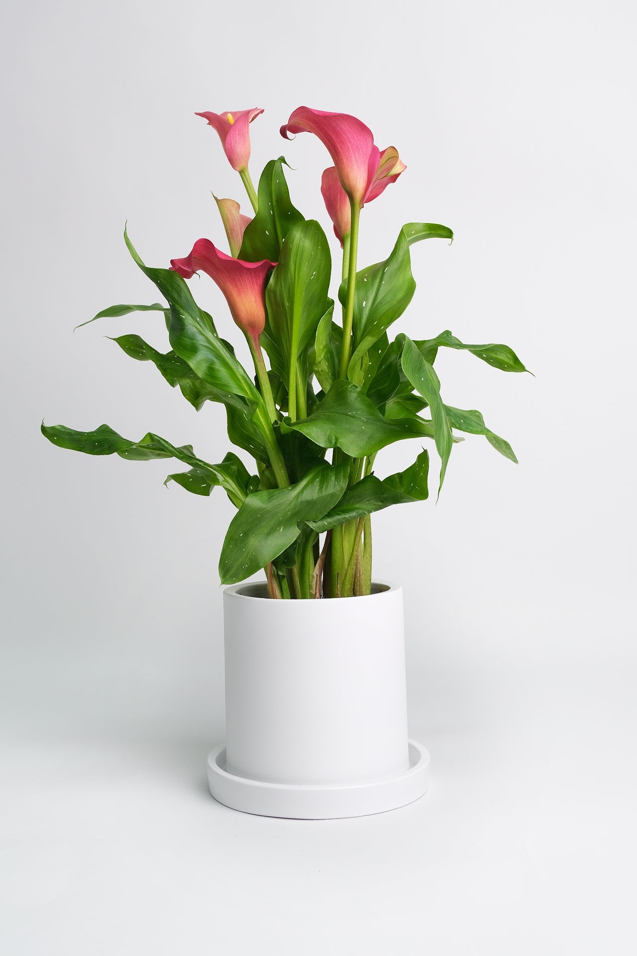 Calla mix - Image 4