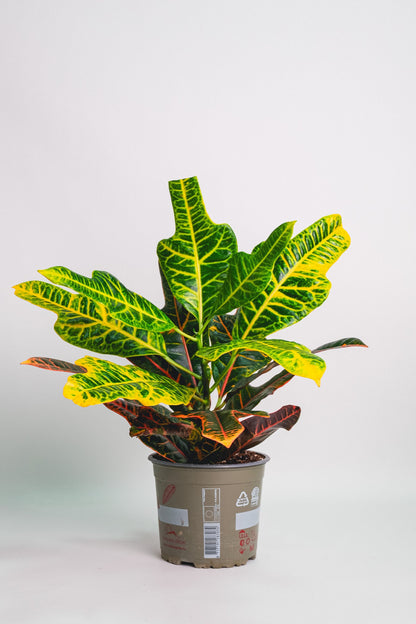 Croton Excellent - Image 4