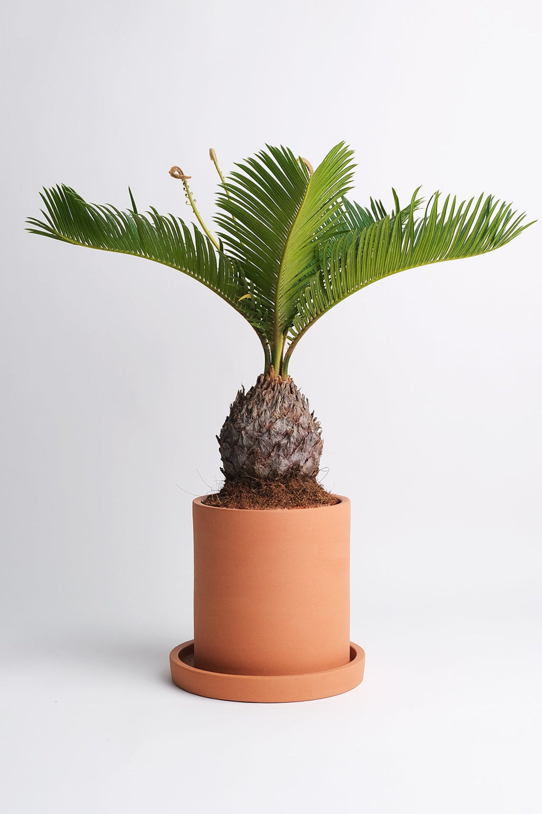 Cycas Palm - Image 4