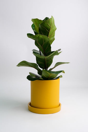 Ficus Lyrata Bambino
