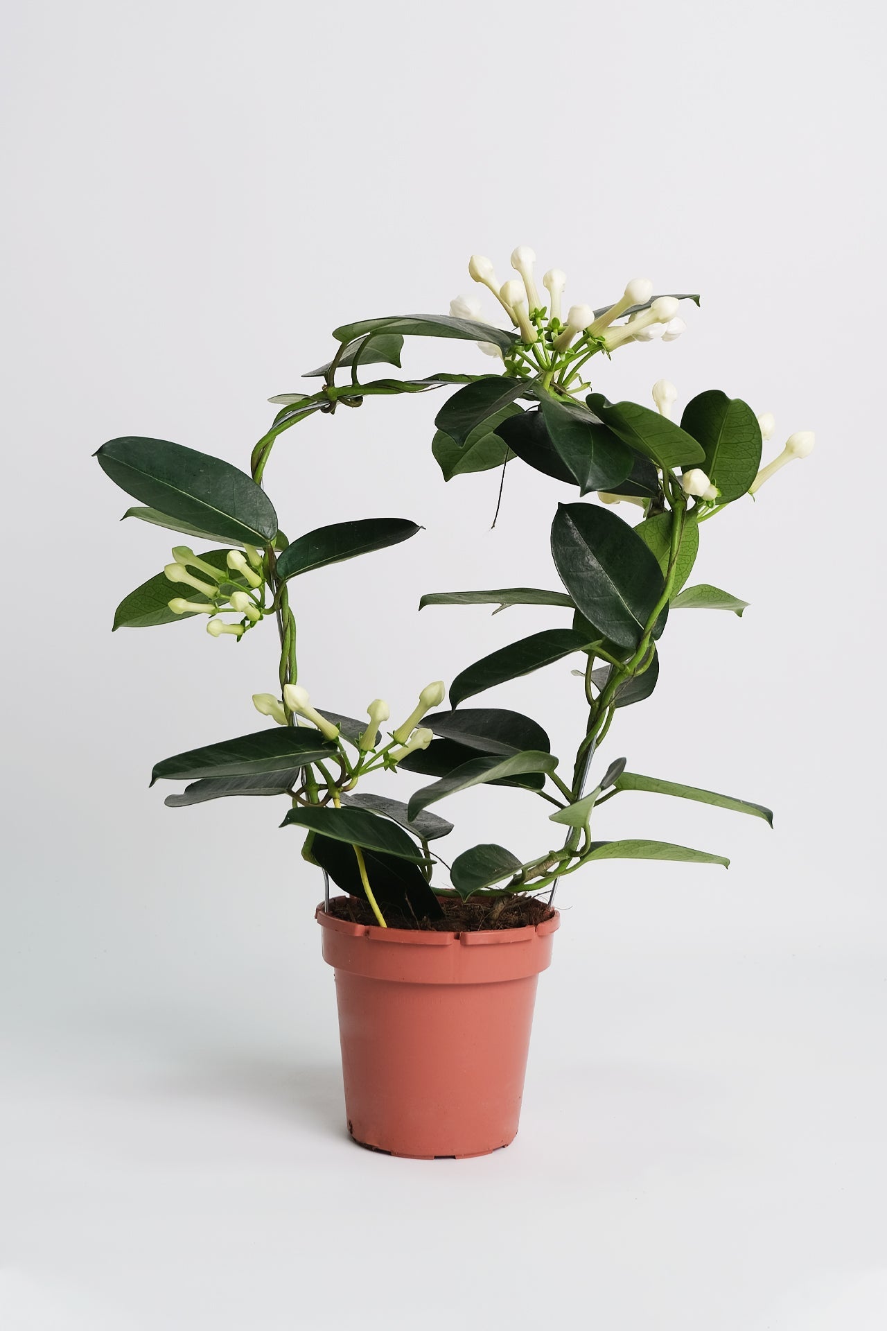 Jasmin Stephanotis - Image 4