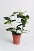 Jasmin Stephanotis - Image 4