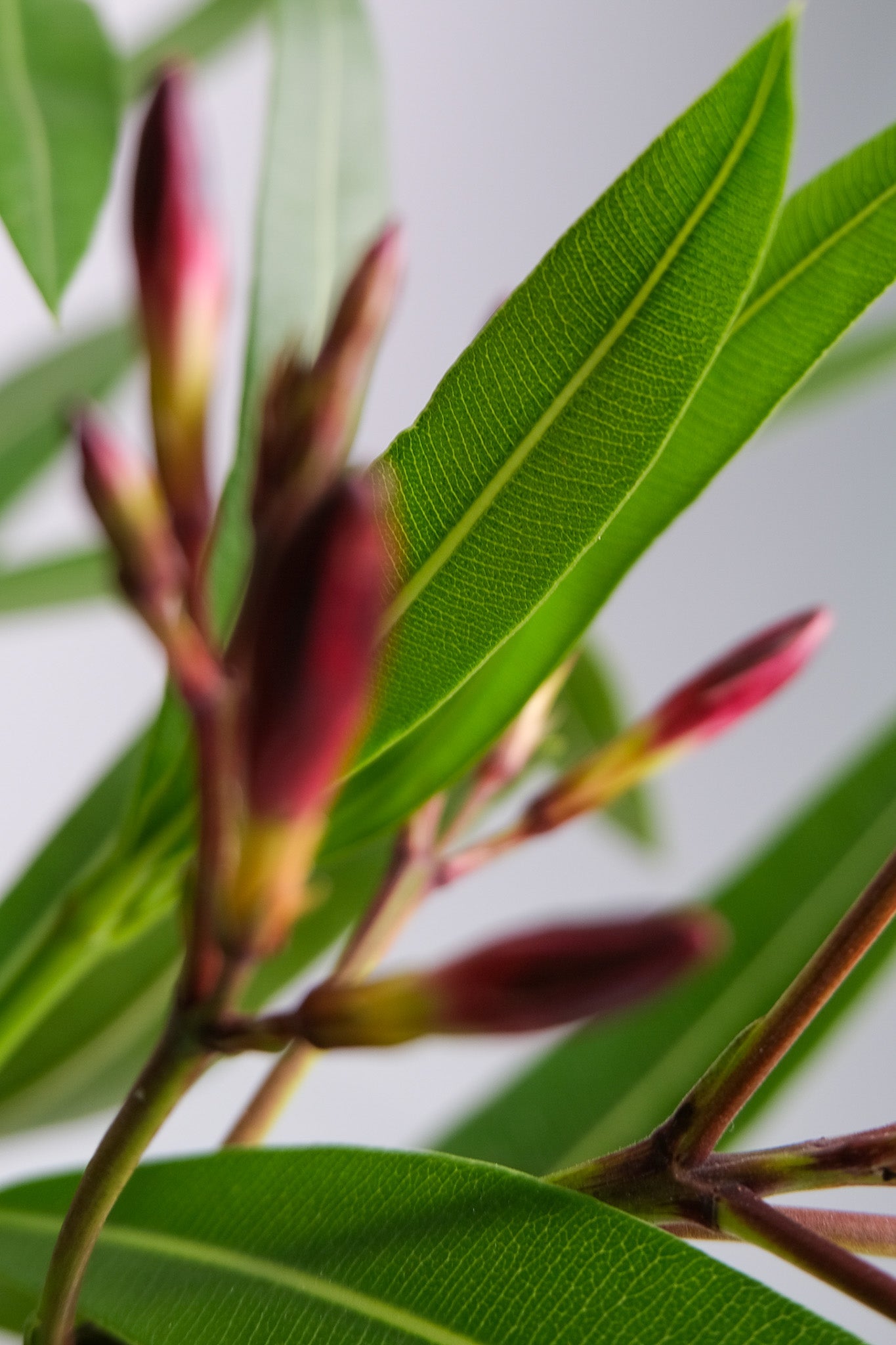 Nerium Oleander - 03_oleandru mix.jpg