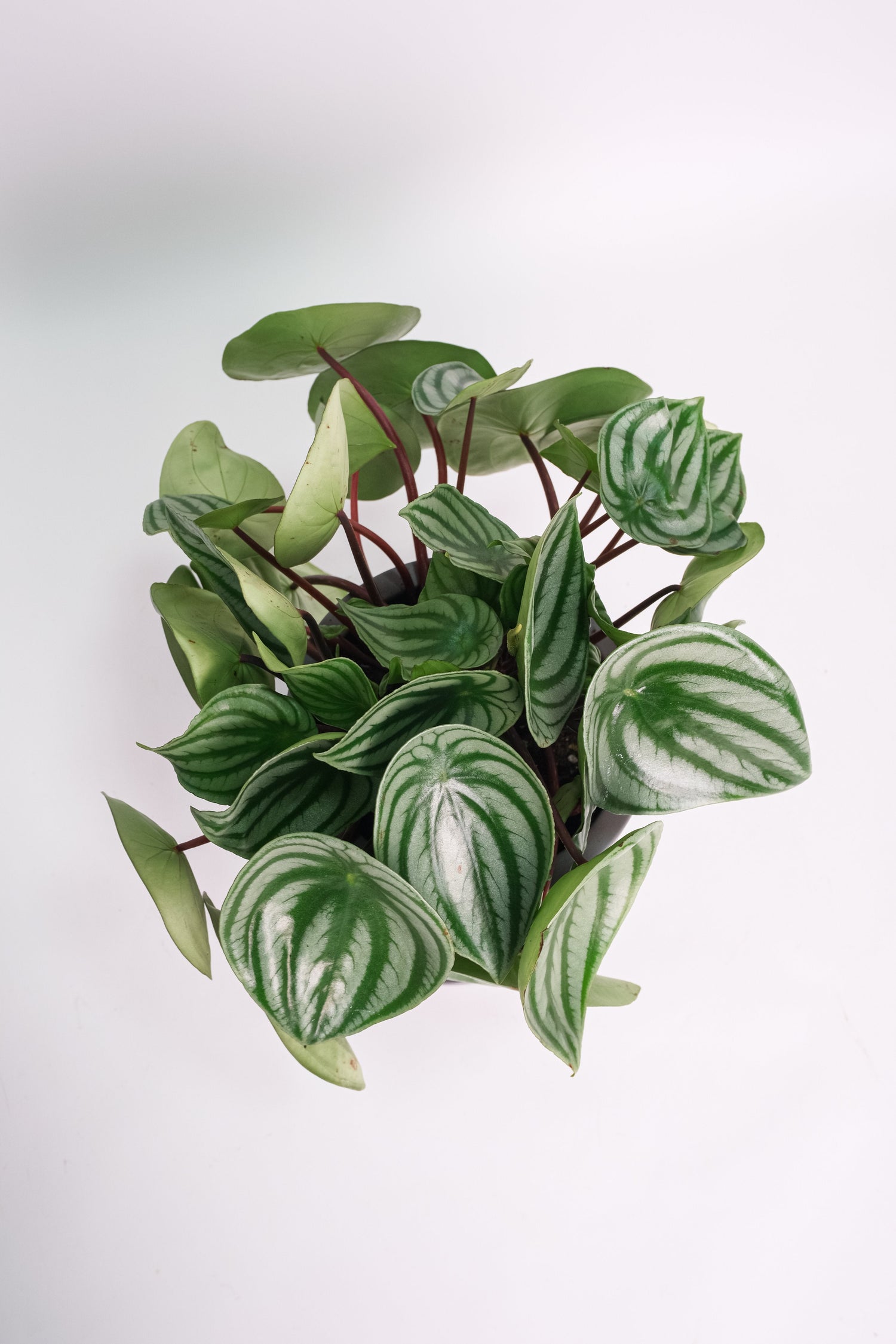 Peperomia Watermelon - Image 4