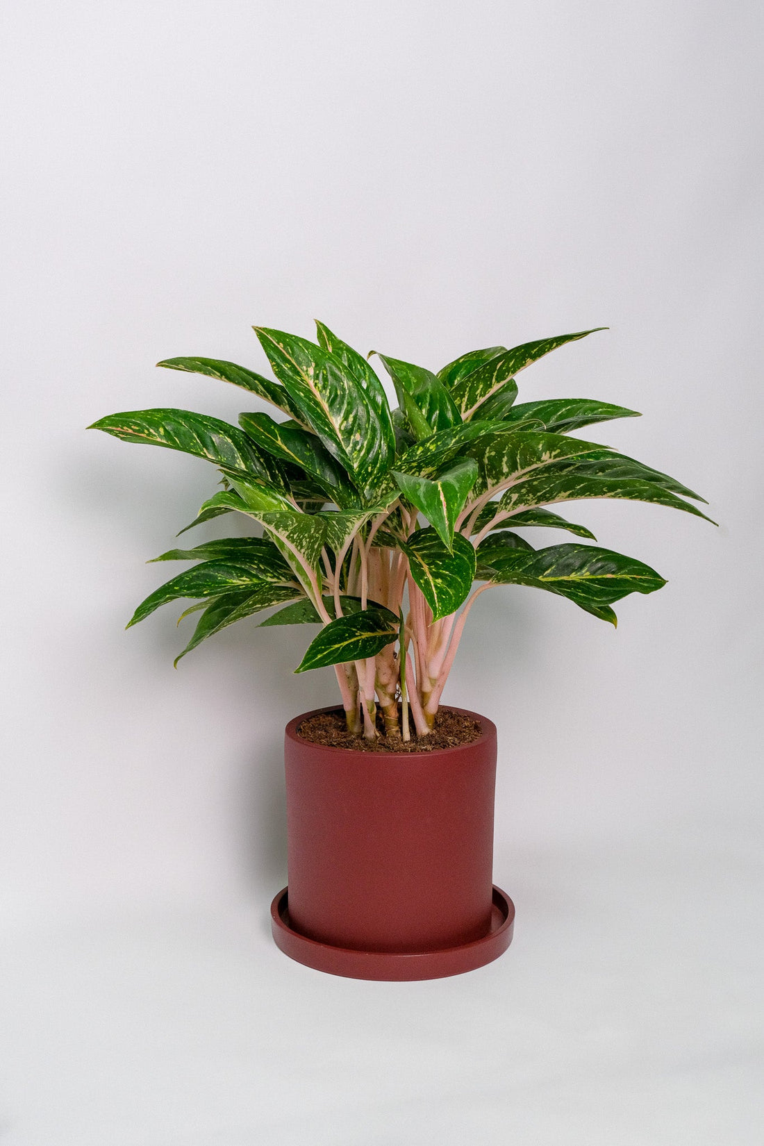 Aglaonema Coco Green - 5