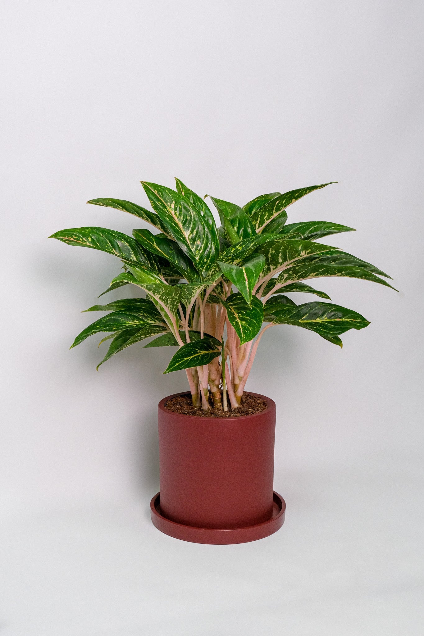 Aglaonema Coco Green - 5