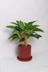 Aglaonema Coco Green - 5