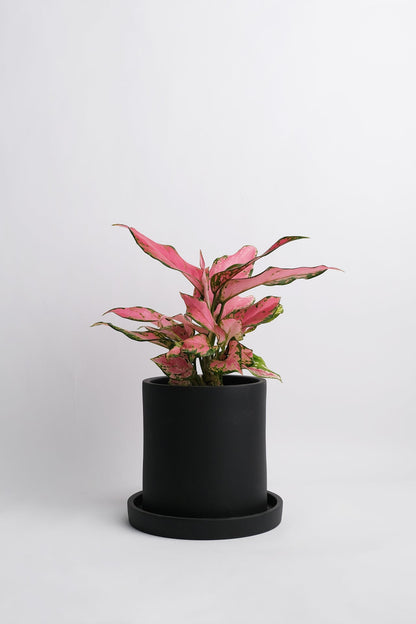 Aglaonema Pink - 04_Aglaonema Pink.jpg