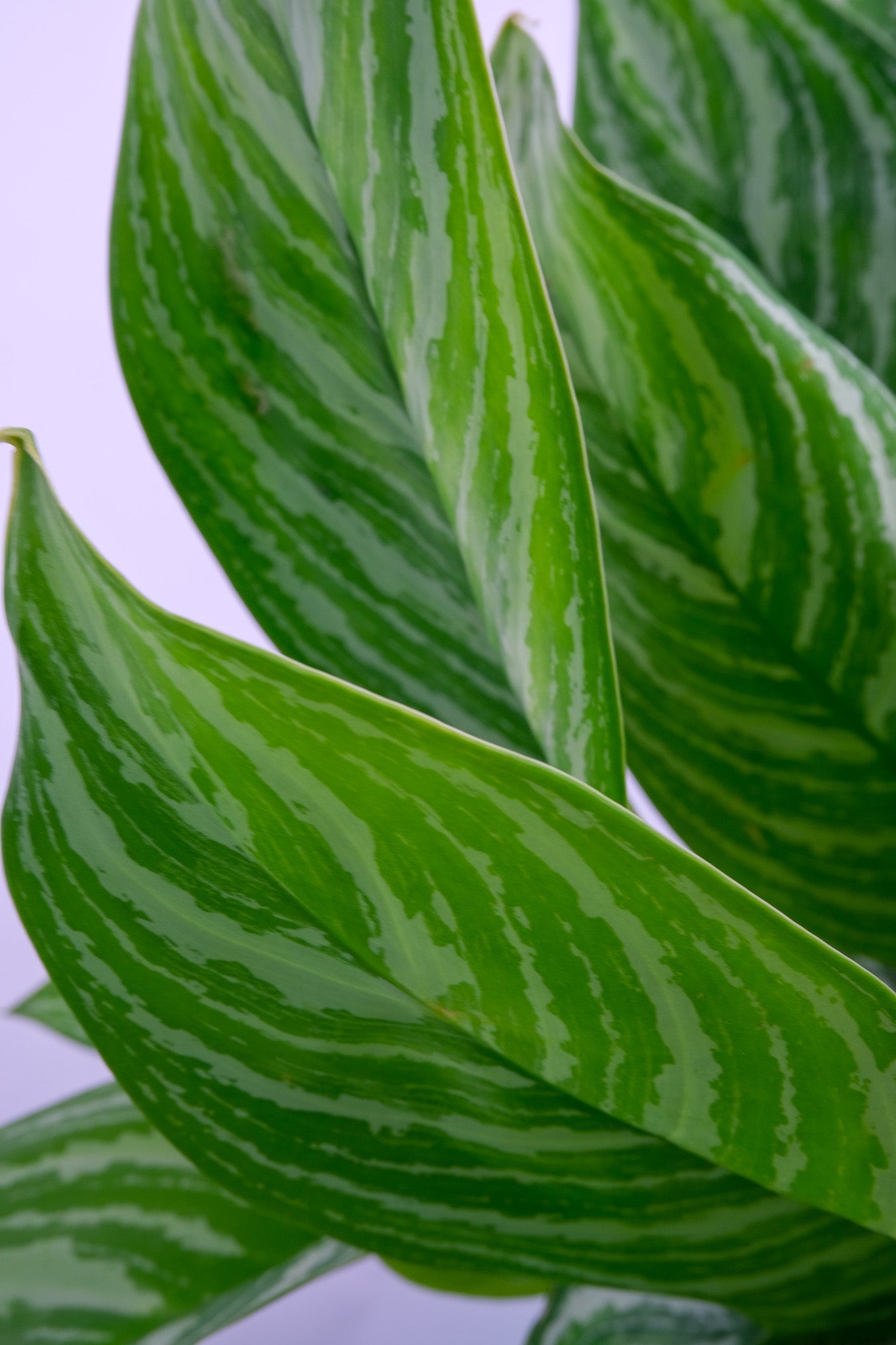 Aglaonema Stripes - 5