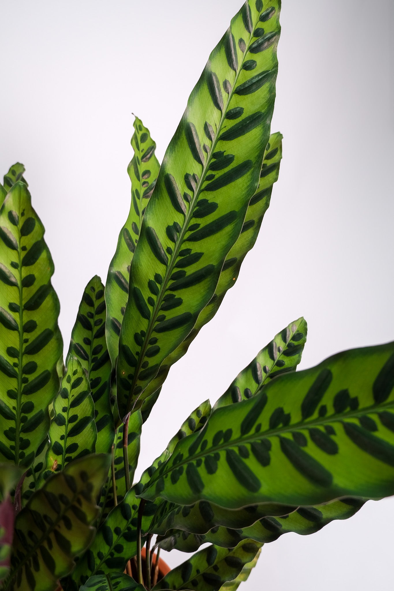 Calathea Insigne - Image 5