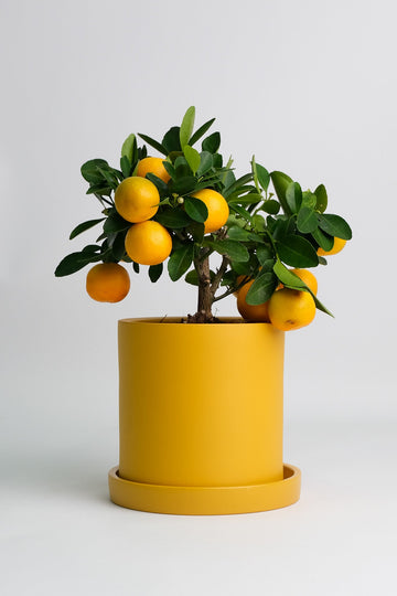 Citrus Calamondin bush