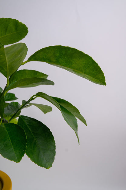 Citrus Lemon bush - Image 5