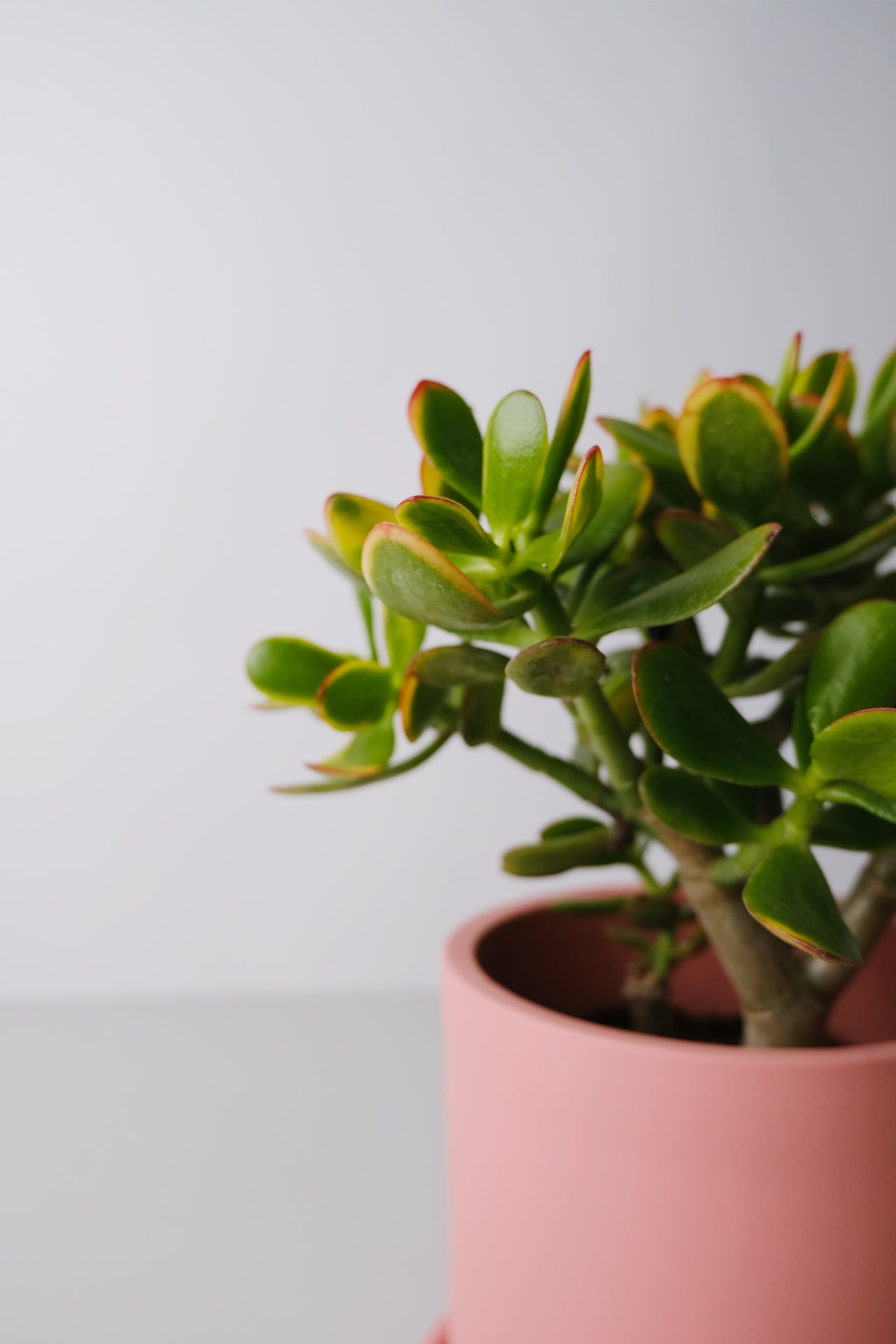 Crassula Ovata - Image 5