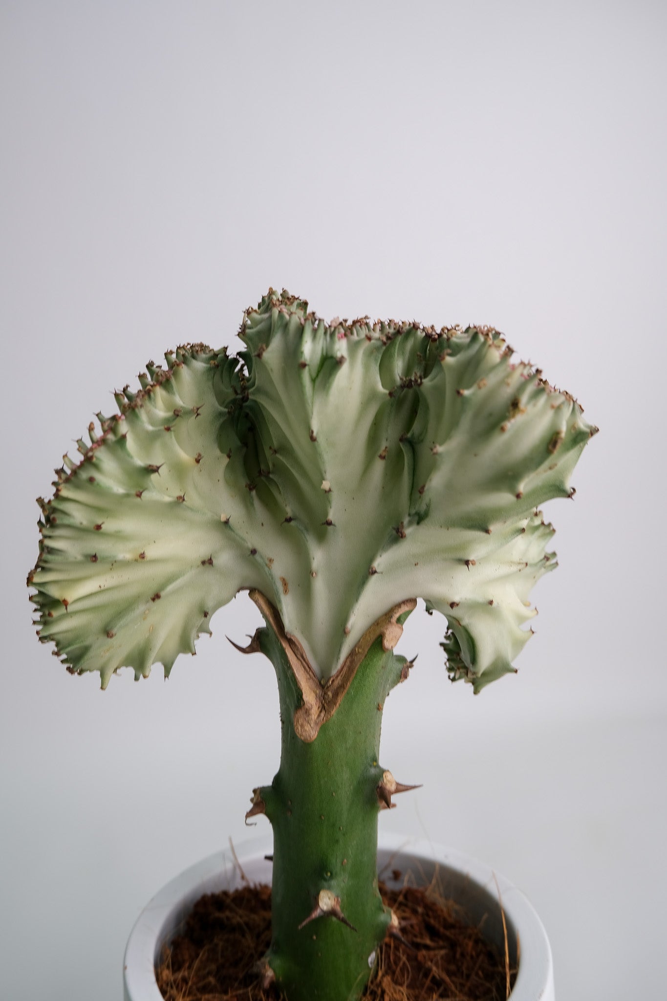Euphorbia Lactea Cristata - Image 04