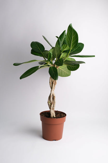 Ficus Audrey Twisted - Image 5