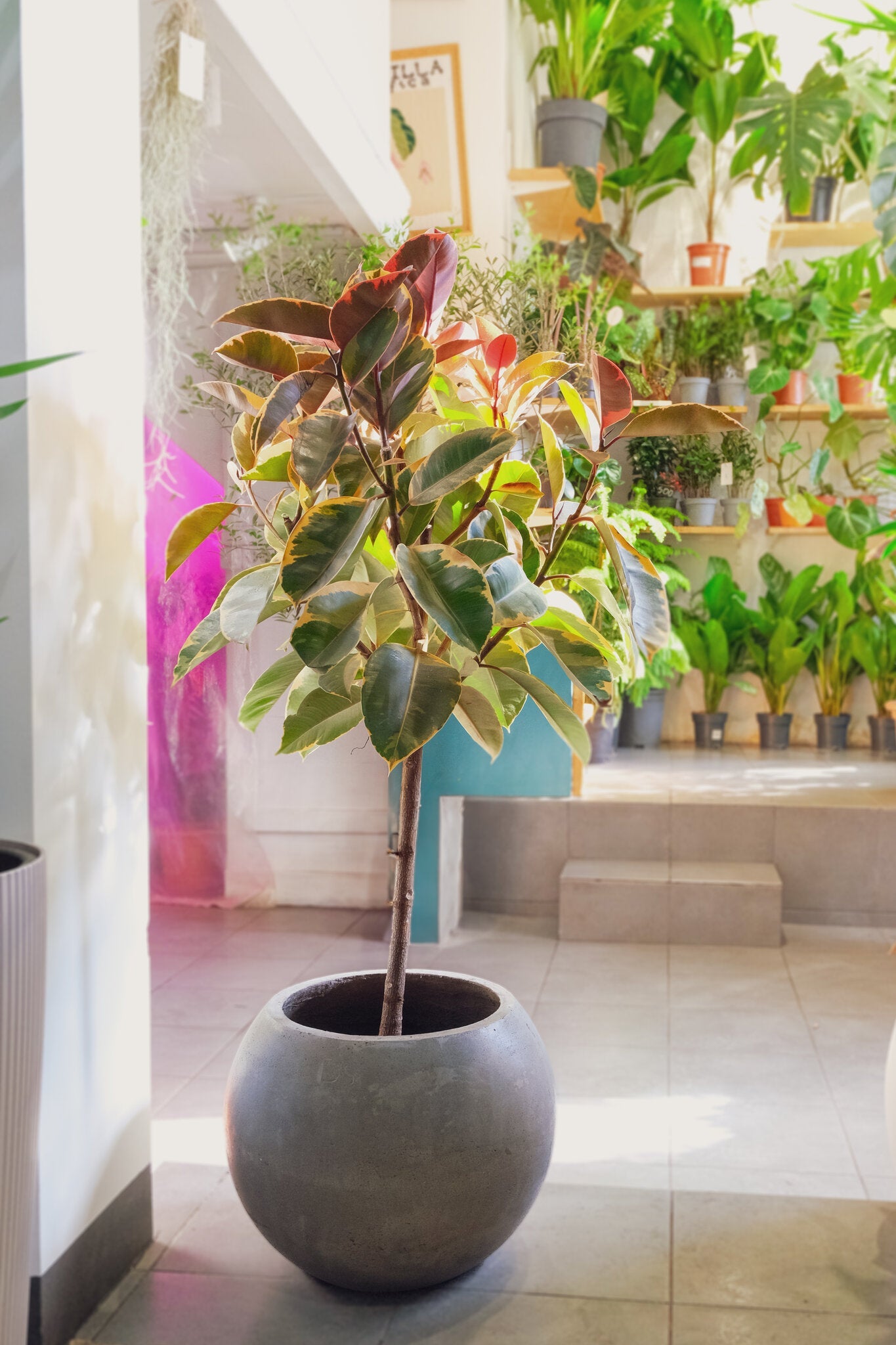 Ficus Belize on Stem - Image 4