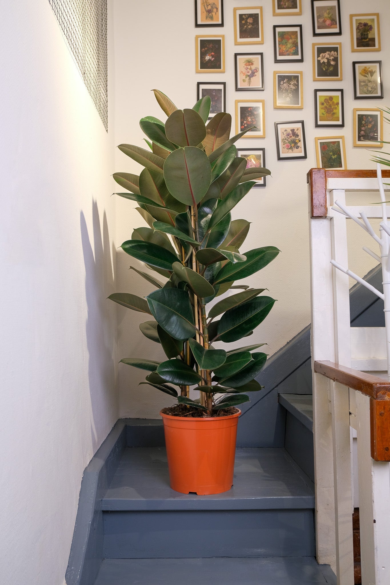 Ficus Elastica - Image 5
