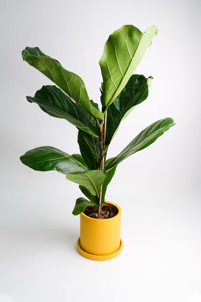 Ficus Lyrata - Image 5