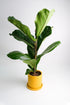 Ficus Lyrata - Image 5